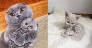 15 Foto di gattini adorabili che scioglieranno il tuo cuore