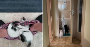 15 Foto di persone che hanno preso più di un gatto