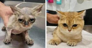 foto di gatti prima e dopo essere adottati