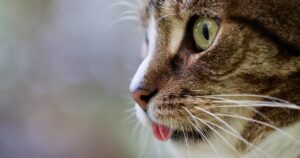 Gattina si sente tradita quando la sua famiglia porta un altro gatto in casa: si trasferisce dalla nonna