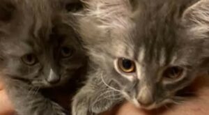 I gattini Nene e Nico si sono trasformati da randagi a gattini domestici (VIDEO)