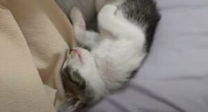 Un gattino domestico si corica con il suo umano il quale gli fa le coccole fino ad addormentarlo (VIDEO)