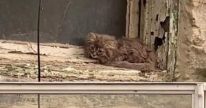 Gattino randagio era rannicchiato sul davanzale spaventato (VIDEO)