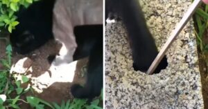 Milioni di persone ridono per il video del gattino che salva le chiavi di casa da un buco (VIDEO)