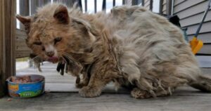 Gattino randagio malridotto è stato salvato: il cambiamento totale