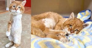 Gatto a tre zampe che si tiene a malapena da solo torna nella casa dove un tempo gli era stata mostrata gentilezza