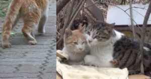 Gattino diventa migliore amico di un altro gatto prendendosene cura e nutrendolo poiché non può camminare