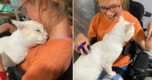 Gattino di un rifugio è saltato in braccio a una ragazza su una sedia a rotelle e ha scelto il suo nuovo proprietario