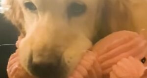 La Golden Retriever Eleanor è stata una fattrice per troppo tempo e soffre per la mancanza dei suoi cuccioli (VIDEO)