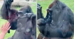 Mamma gorilla ha mostrato con orgoglio il suo cucciolo ai visitatori dello zoo
