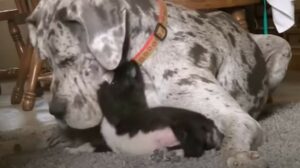 La Gran Danese Shelby ama prendersi cura dei cuccioli in attesa che questi trovino una casa (VIDEO)