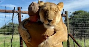 Bellissimo rapporto tra una leonessa e un uomo lascia tutti a bocca aperta (VIDEO)