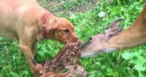 Mamma presenta i suoi cuccioli al suo migliore amico, un cane (VIDEO)