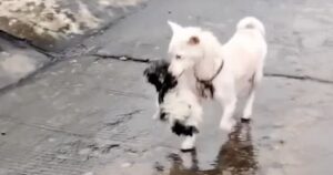 Mamma viene ripresa mentre si tuffa disperatamente in acqua per salvare il suo cucciolo (VIDEO)