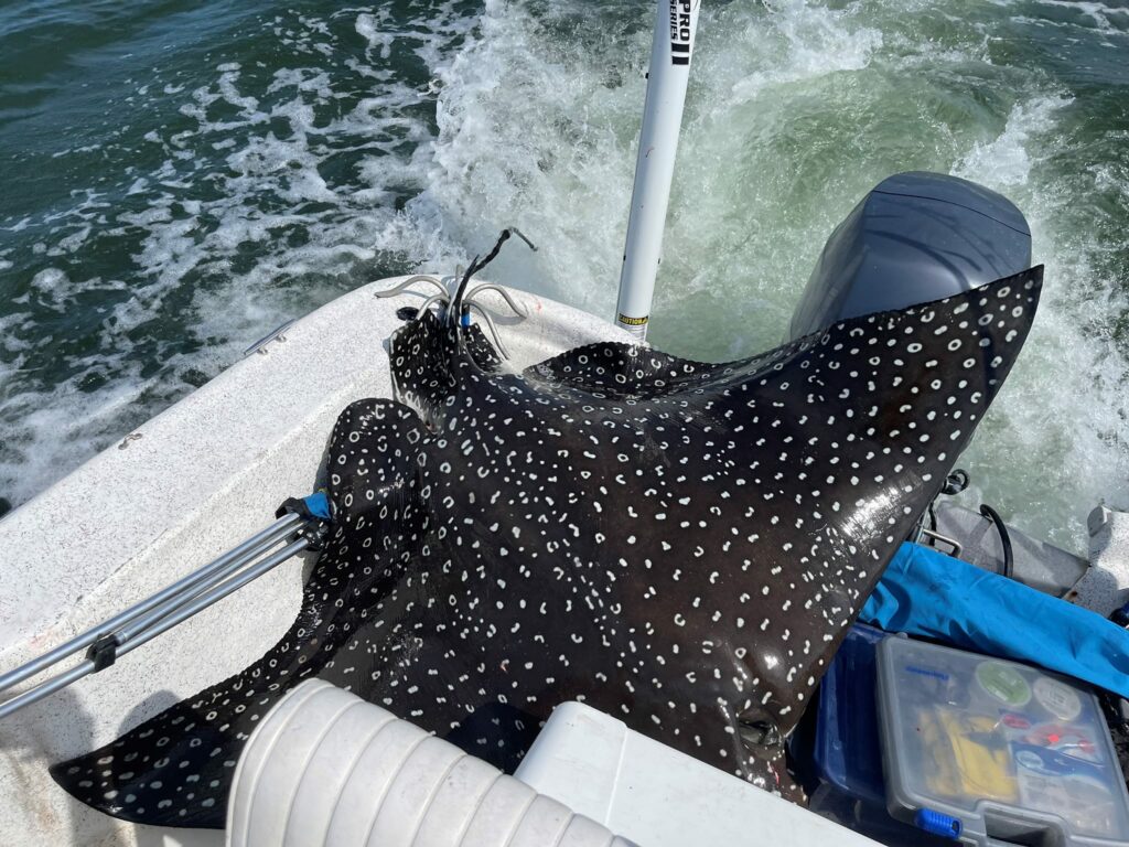 Manta maculata invade barca