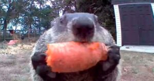 Marmotta ruba una carota dal raccolto e la mangia davanti la telecamera di sicurezza (VIDEO)