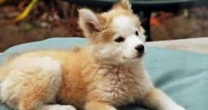 Accoglie un cucciolo meticcio, ma dopo un po’ il piccolo cucciolo divenne un grande e bellissimo cane