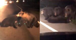 mamma orsa cerca di salvare il suo cucciolo dalla strada