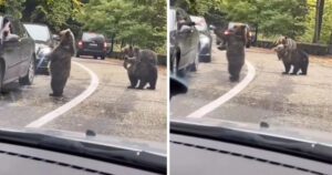 Cucciolo di orso si avvicina a un’auto bloccata nel traffico e da il cinque all’autista (VIDEO)