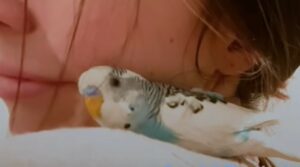 Un pappagallino spaesato incontra la persona giusta al momento giusto (VIDEO)