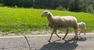 La pecora Fortunata è tornata a casa dopo oltre un mese e ha portato con sé il suo cucciolo Fortunato