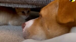 La Pit Bull Ginger ama prendersi cura di tutti i cuccioli come se fossero i suoi (VIDEO)