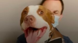 Il Pit Bull Ollie era rimasto chiuso all’interno di una scuola abbandonata per un tempo imprecisato; la storia (VIDEO)