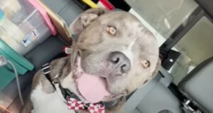 Un Pit Bull rassegnato incontra qualcuno in grado di cambiargli la vita (VIDEO)