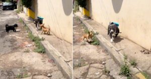 Pitbull con uno zainetto viene infastidito da altri cani mentre camminava e non ha reagito agli attacchi