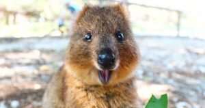 Questi adorabili animali chiamati Quokka sono classificati come la creature più felice del mondo: purtroppo sono in via di estinzione