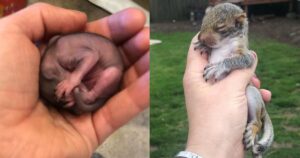 Povero scoiattolo orfano viene aiutato da una donna che lo accudisce