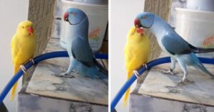 Uccellino dice “come va amore” alla sua ragazza e le dà dei calorosi baci (VIDEO)