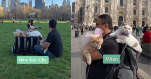 Gattini girano il mondo in compagnia del loro papà