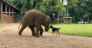 Un cagnolino e un elefante stringono una bellissima e inaspettata amicizia (VIDEO)