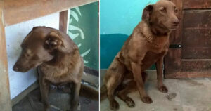 Cagnolone triste si trova in un rifugio da 2 anni ma poi sente un odore familiare