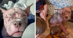 Cane che somiglia a un maiale cambia totalmente aspetto dopo che lascia il canile (VIDEO)