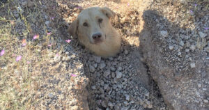 Cane sepolto da una frana viene salvato