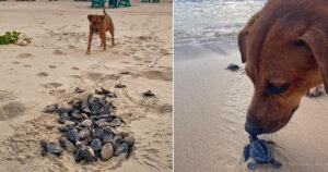 Cagnoloni sorvegliano la spiaggia per aiutare le tartarughe a raggiungere il mare vive
