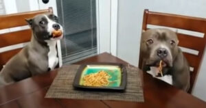 Cani mangiano gli spaghetti del proprietario e la loro reazione è esilarante