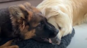 Un Golden Retriever geloso del suo letto non vuole che il Pastore di casa ci si corichi (VIDEO)