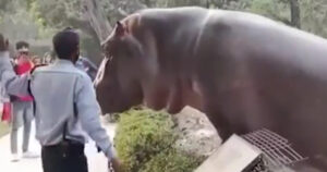 Guardiano di uno zoo respinge l’ippopotamo all’interno del recinto per salvare i visitatori (VIDEO)