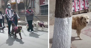 Tengono una parata di animali domestici e un cane randagio è triste nel vedere che hanno tutti una proprietario (VIDEO)