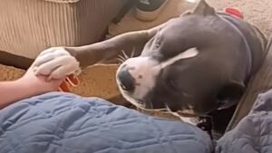 La Pit Bull Kisses ha trovato delle persone speciali in grado di amarla (VIDEO)