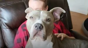 Pit Bull abbandonata e incinta riesce a trovare degli amici e a partorire in modo sicuro (VIDEO)