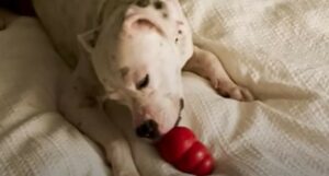 Pit Bull abbandonato e triste scopre che il mondo è fatto di persone e cose magnifiche (VIDEO)