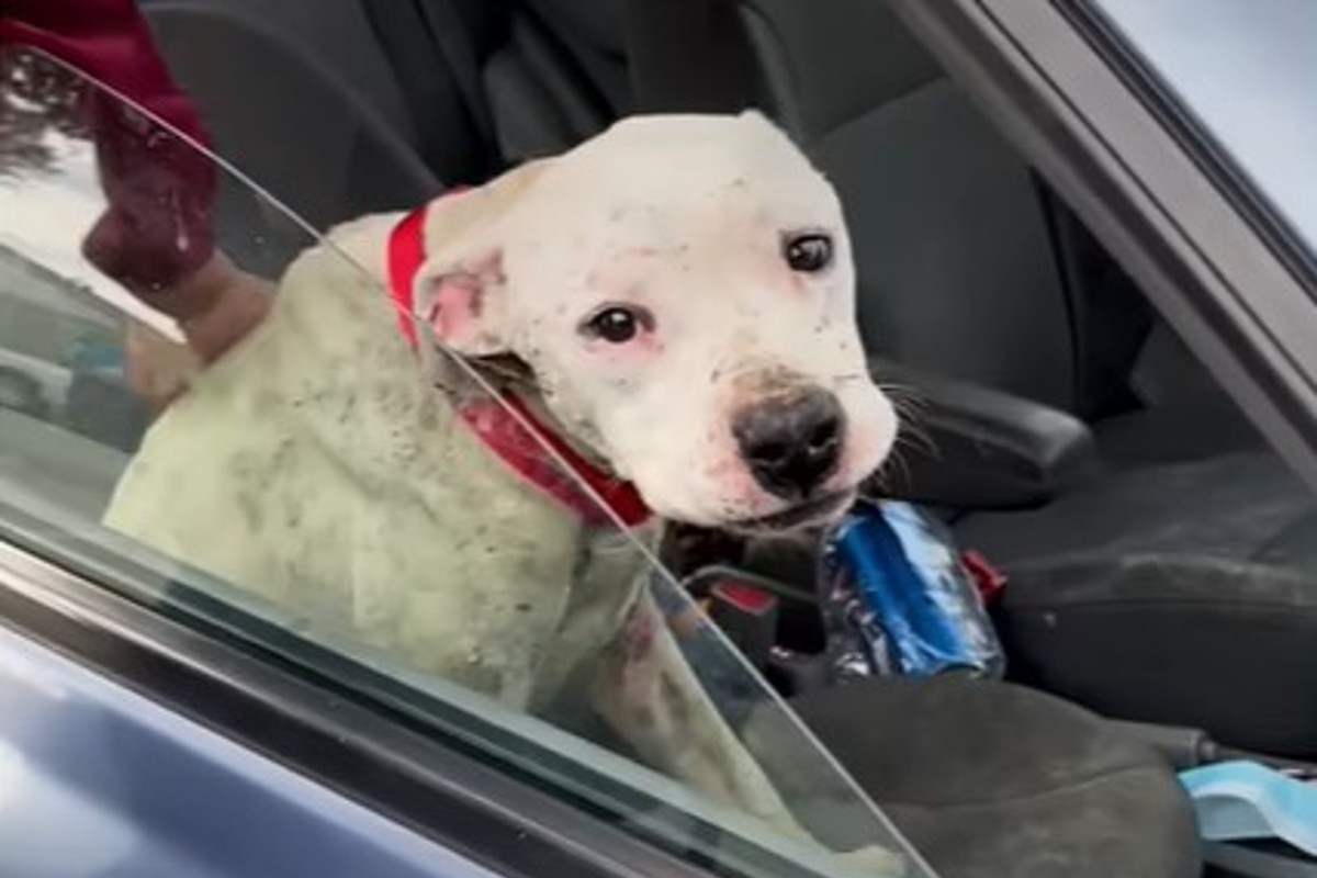 Pit Bull abbandonato e triste scopre che il mondo è fatto di persone e ...