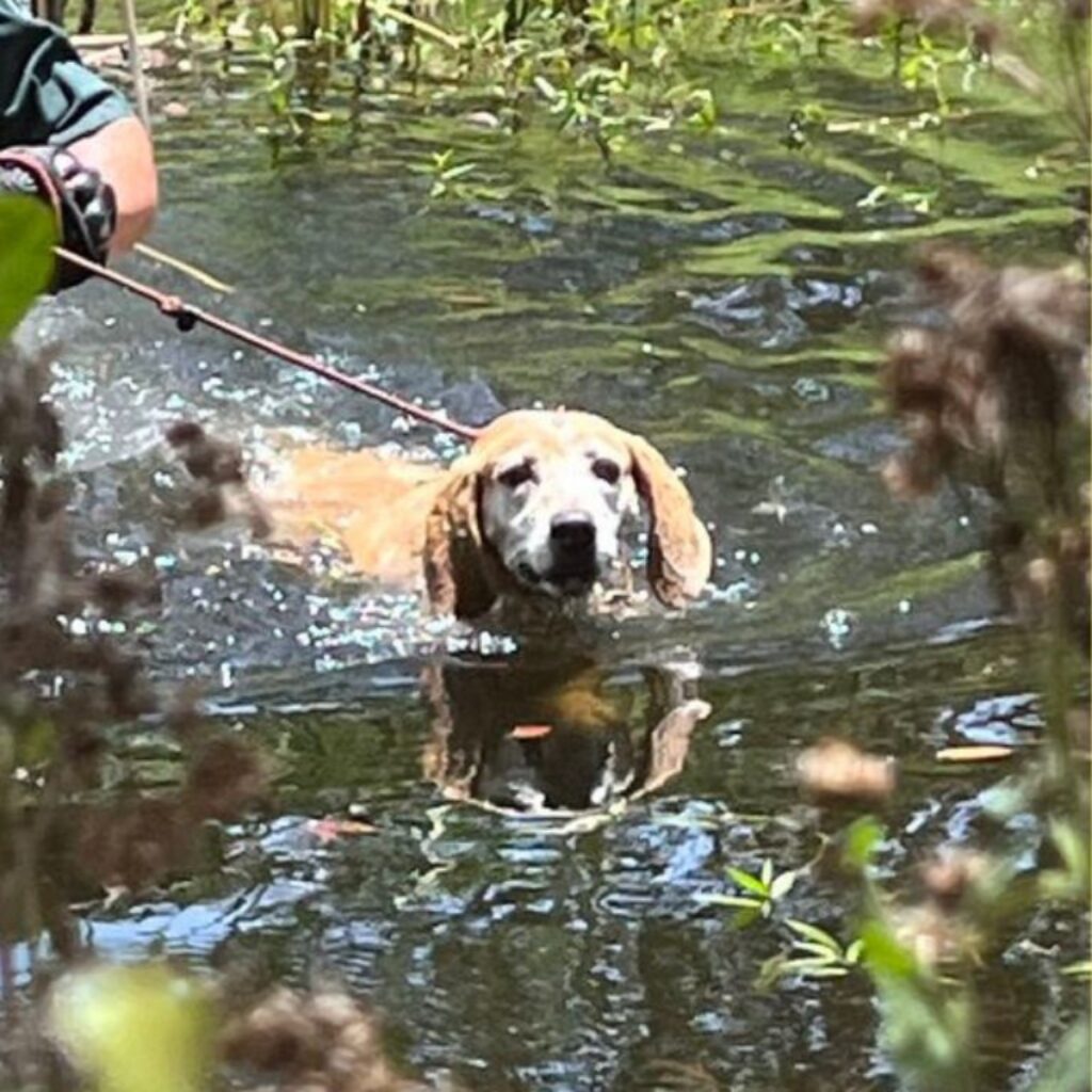 agente salva cane in una palude