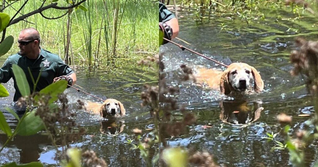 agente salva cane in una palude