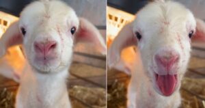 L’agnello parla pochi minuti dopo la sua nascita e fa commuovere il web (VIDEO)