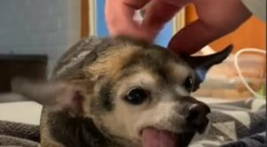 L’anziana chihuahua Louise è felice di vivere la vita con la sua grande famiglia (VIDEO)